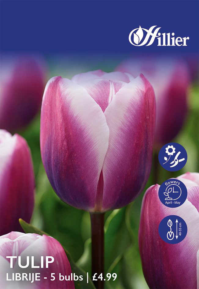 8718641999721 1 Tulip Librije Bulbs.jpg